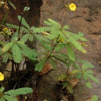 Biophytum intermedium Wight